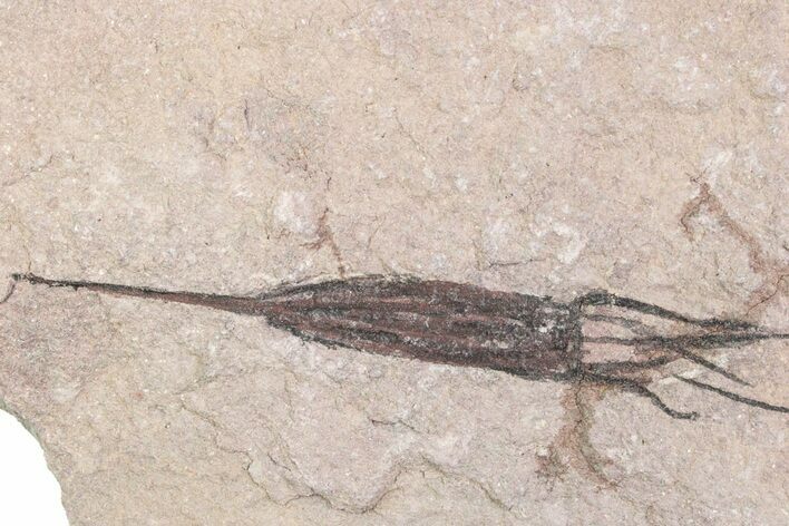 Fossil Eocrinoid (Ascocystites) - El Kaid Rami, Morocco #376543